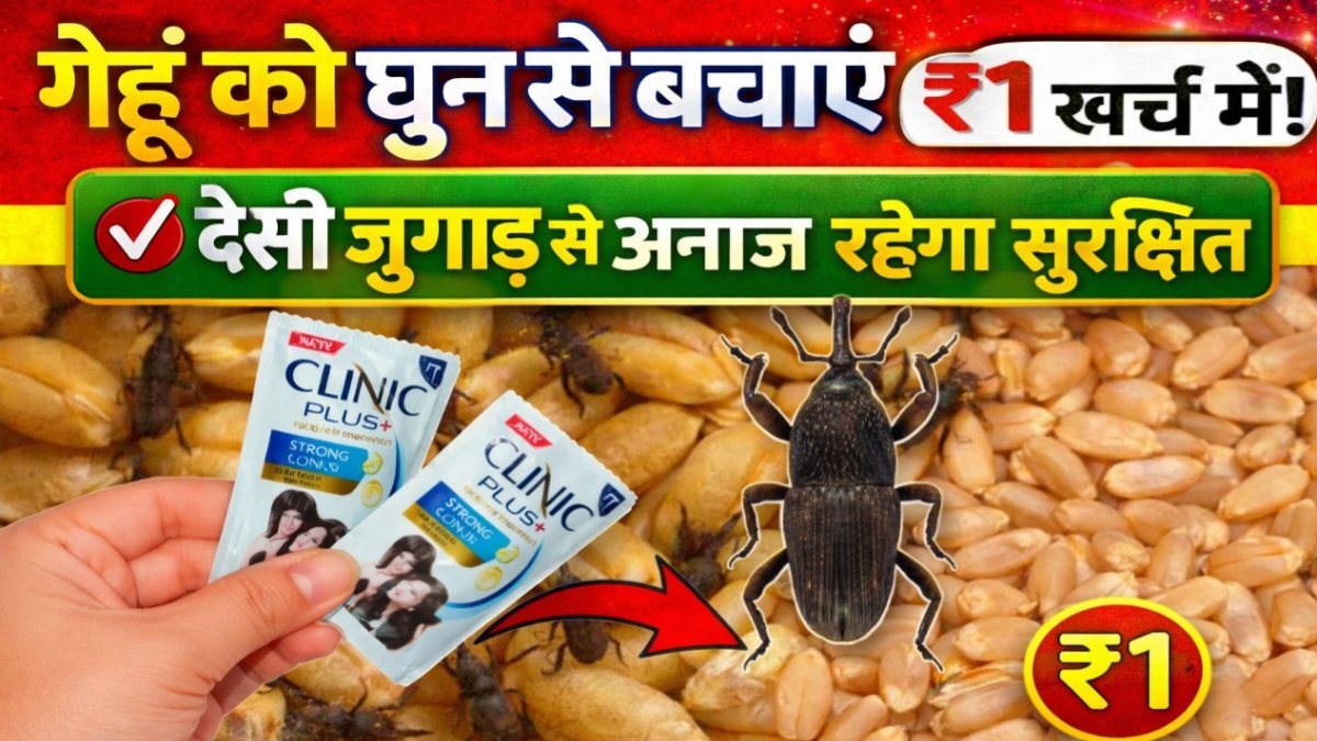 Wheat Crop Ideas 2026